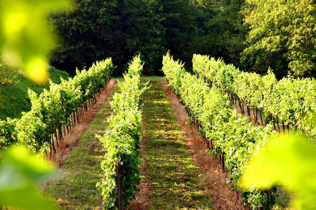 Agriturismo Il Belvedere Palazzago Dış mekan fotoğraf